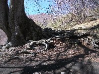 Faggio della Rocca